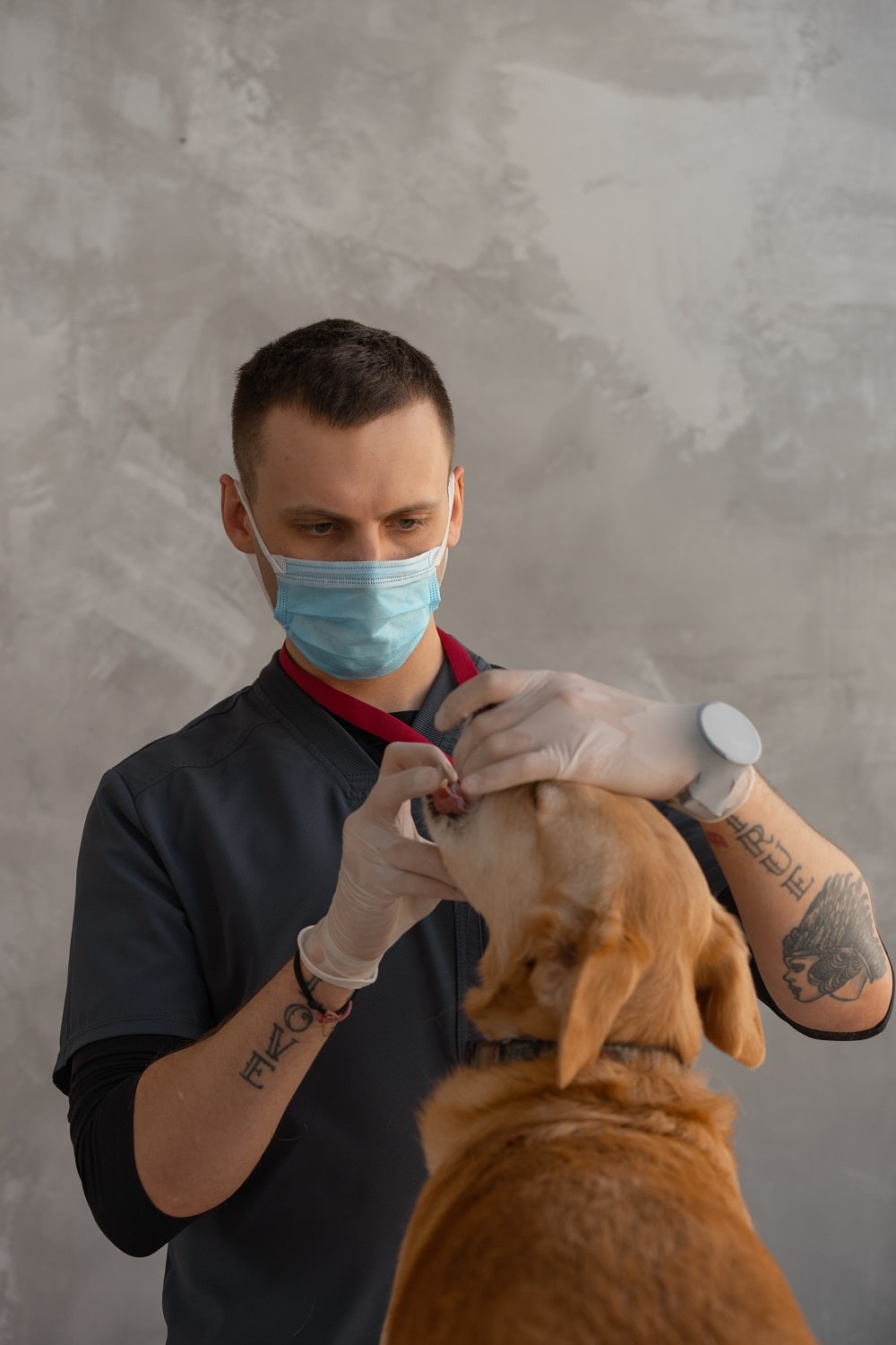 dentista veterinário